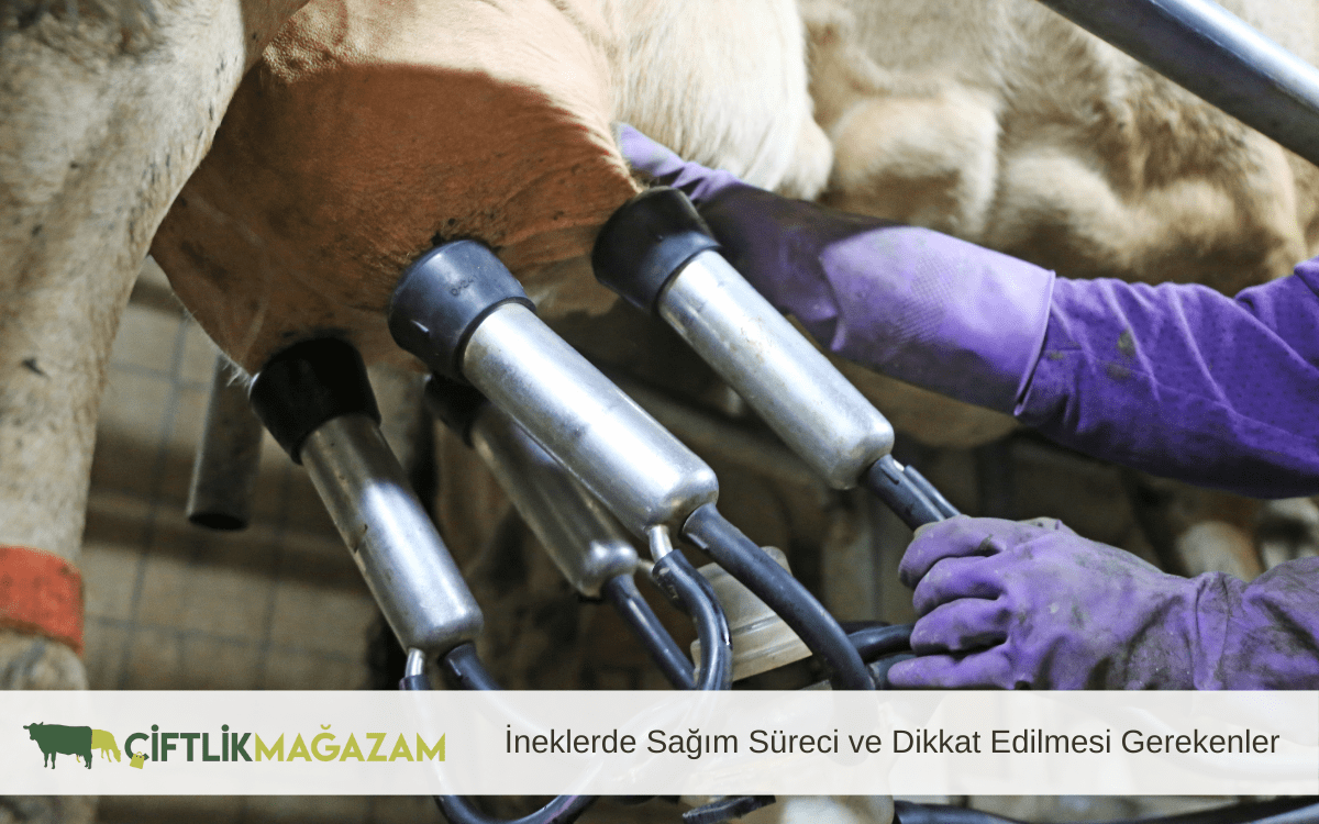 ineklerde sağım süreci