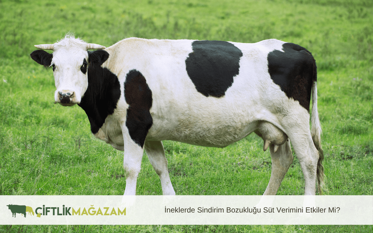 ineklerde sindirim bozukluğu süt verimini etkiler mi