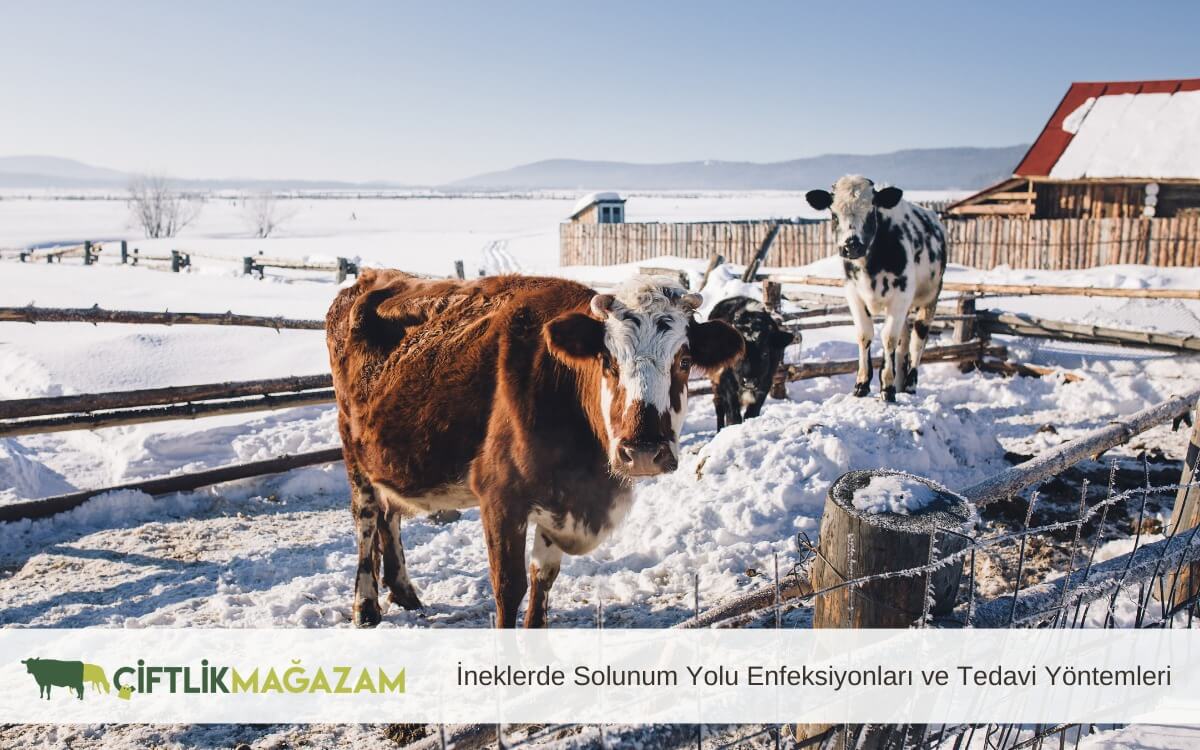 ineklerde solunum yolu enfeksiyonları