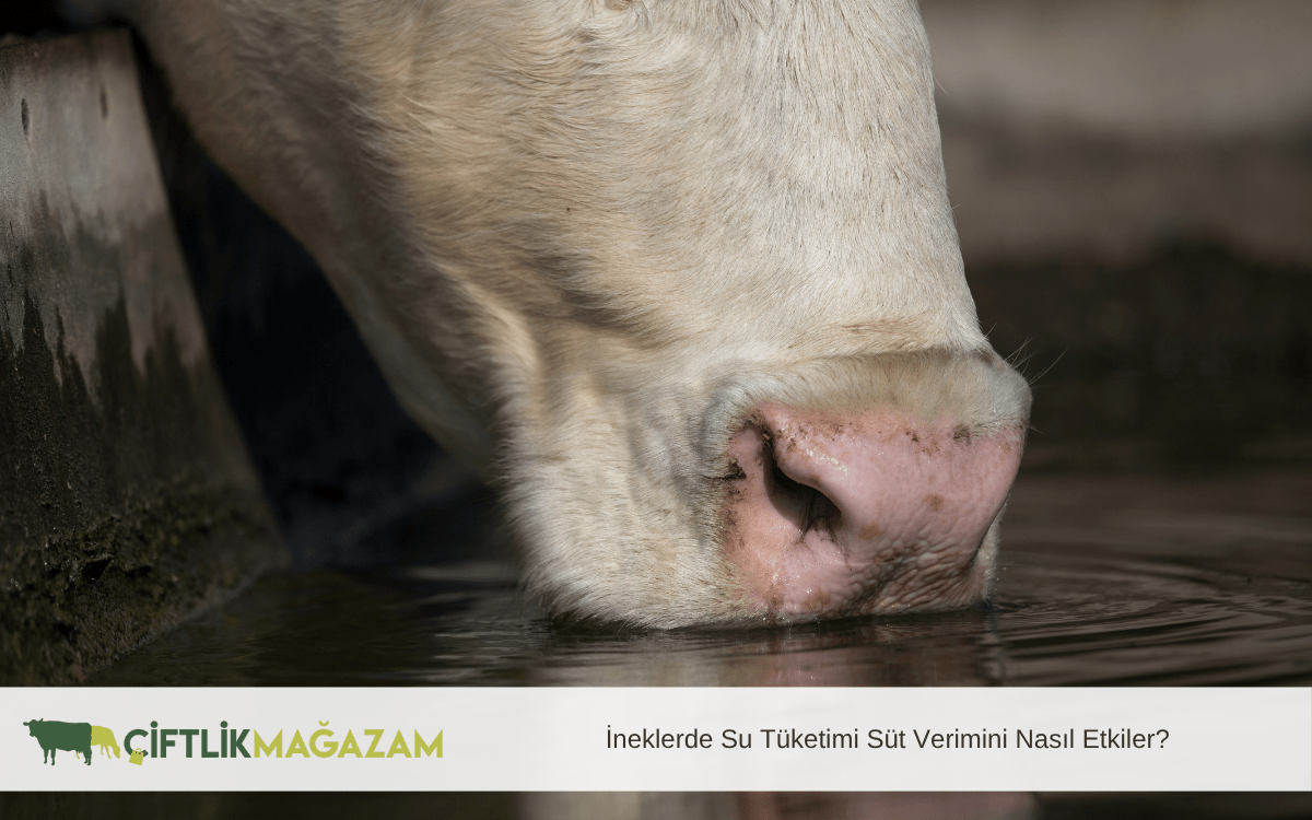 ineklerde su tüketimi süt verimini nasıl etkiler