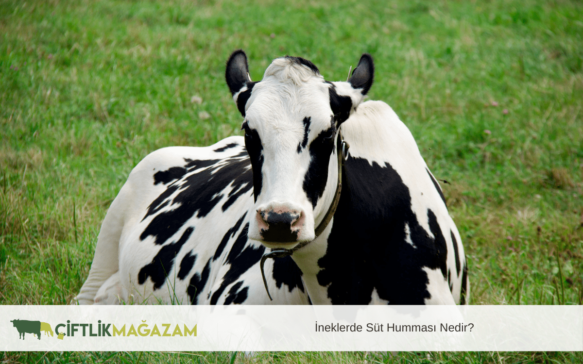 ineklerde süt humması nedir