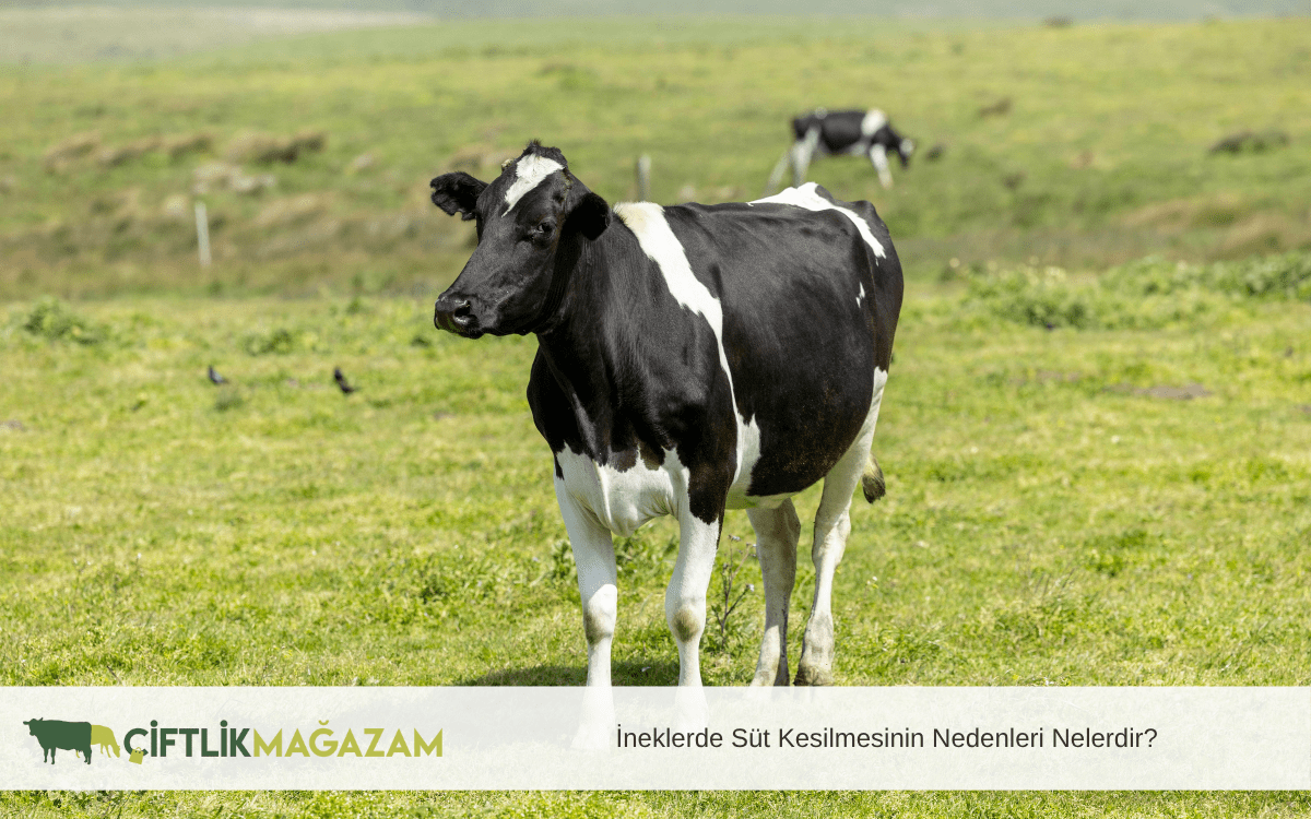 ineklerde süt kesilmesinin nedenleri