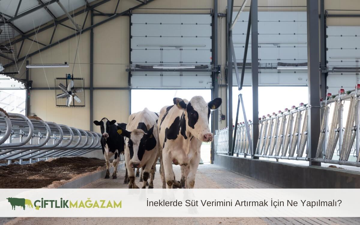 ineklerde süt verimini artırmak