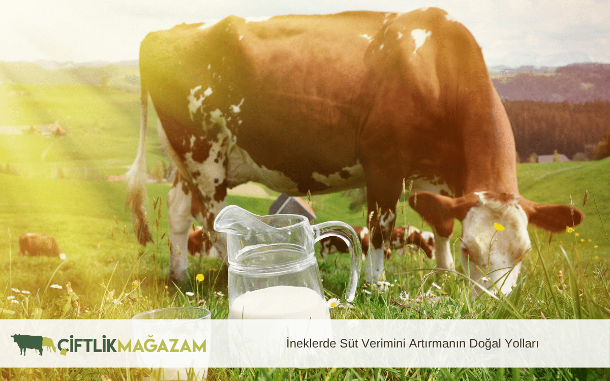 İneklerde Süt Verimini Artırmanın Doğal Yolları