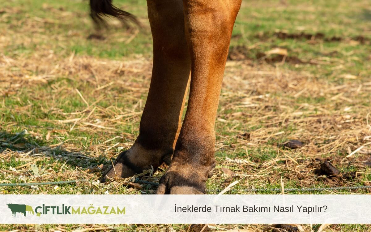 ineklerde tırnak bakımı