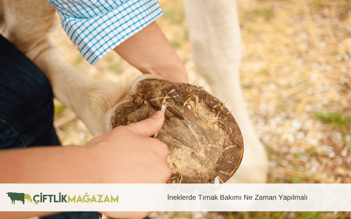 ineklerde tırnak bakımı