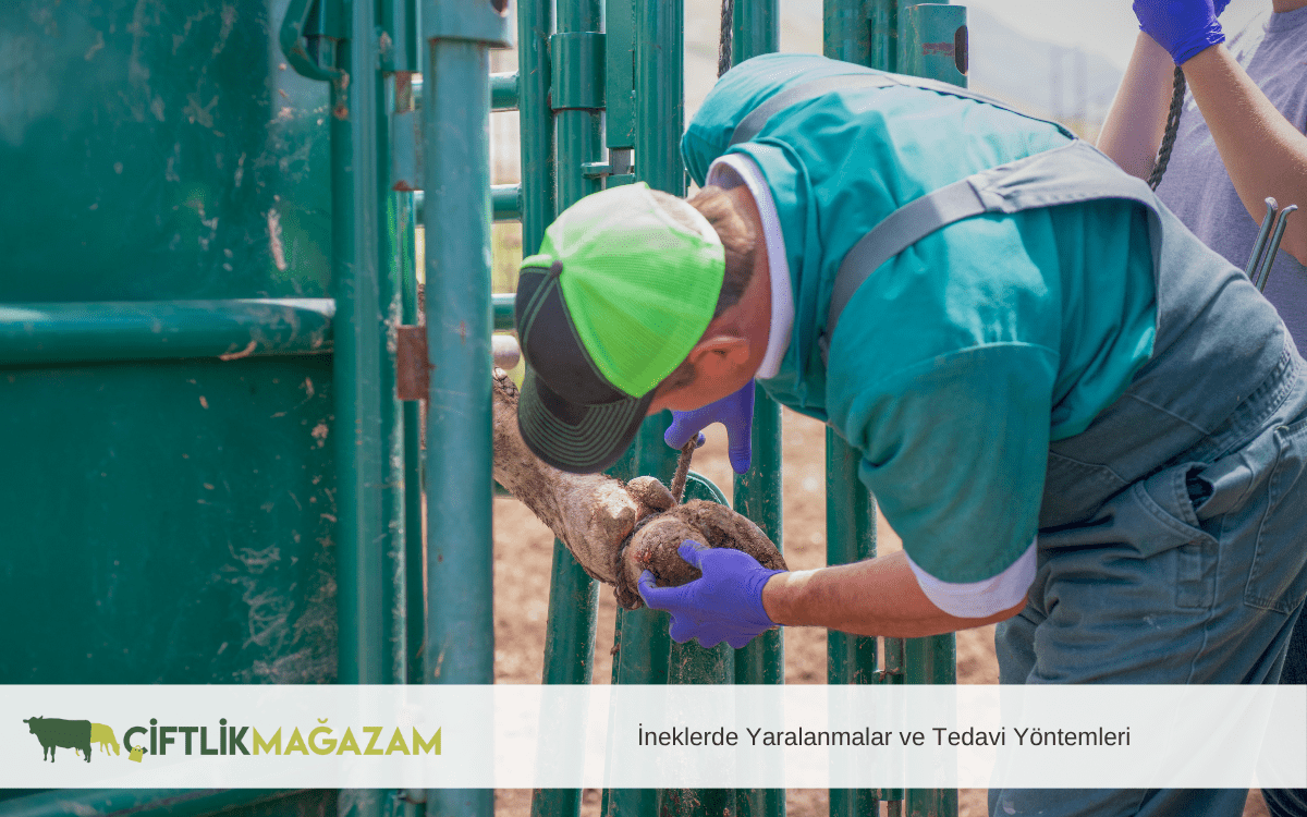 ineklerde yaralanmalar ve tedavi