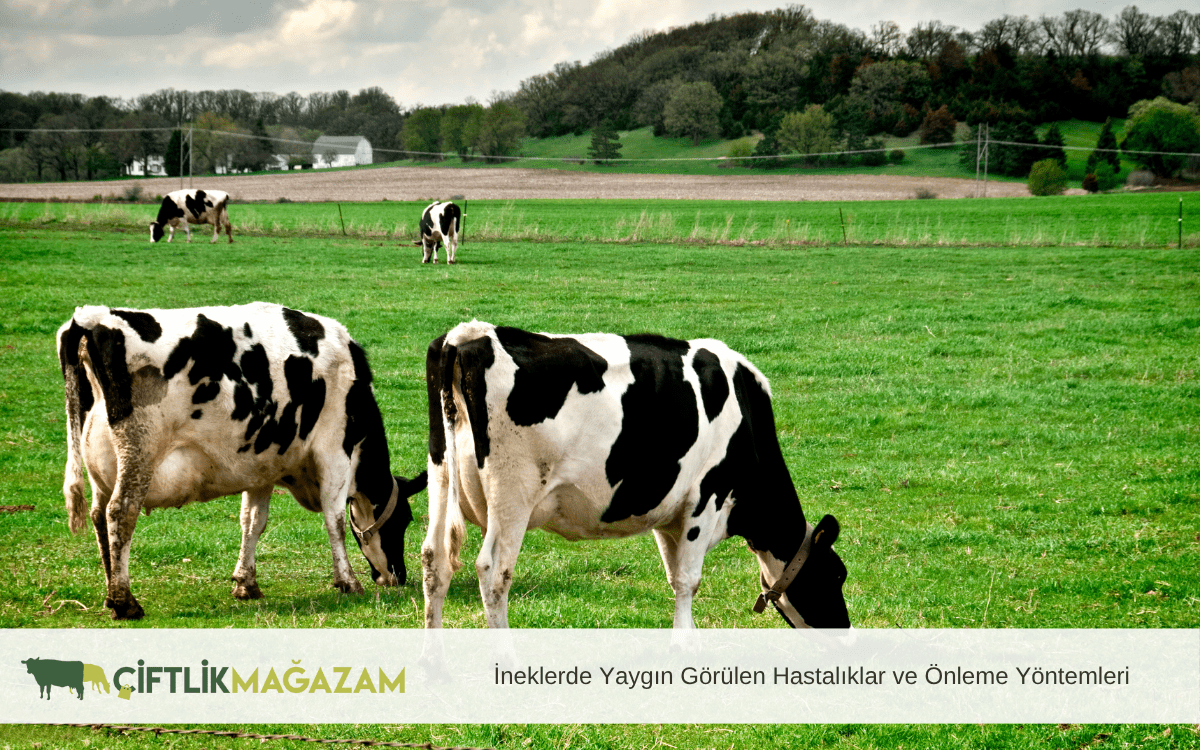ineklerde yaygın görülen hastalıklar