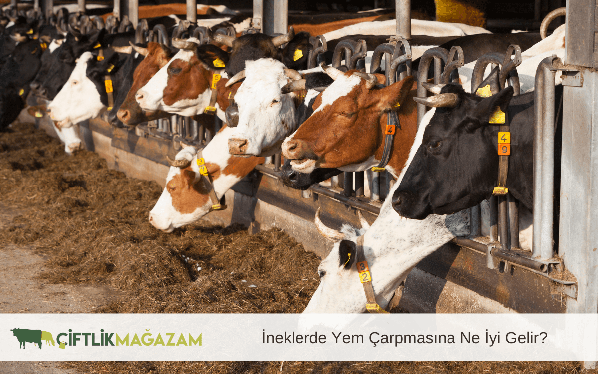 ineklerde yem çarpması