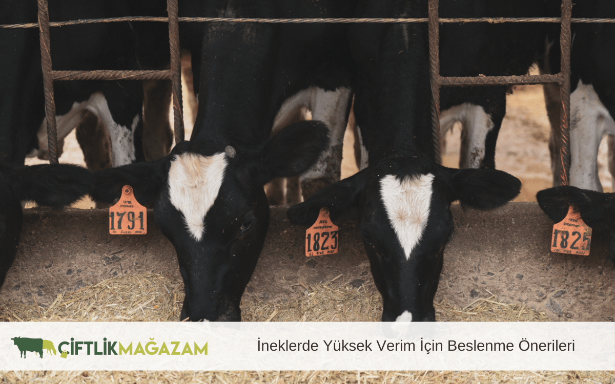 ineklerde yüksek verim için beslenme