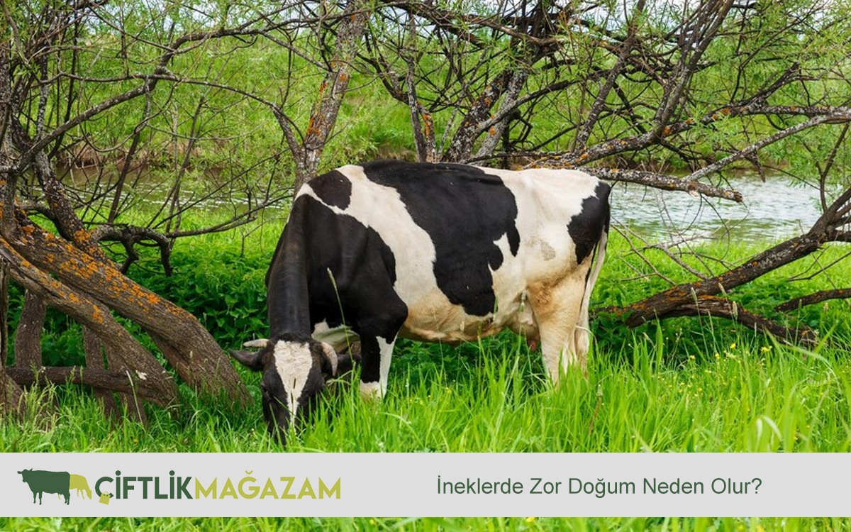 ineklerde zor doğum neden olur