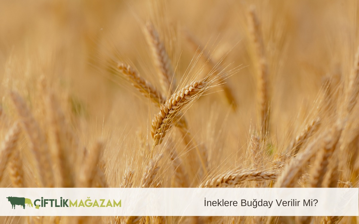 ineklere buğday