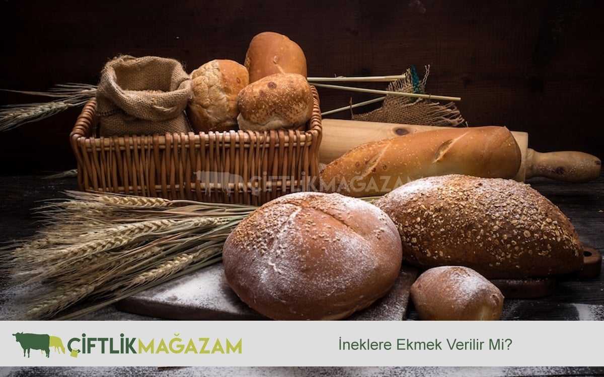 ineklere ekmek