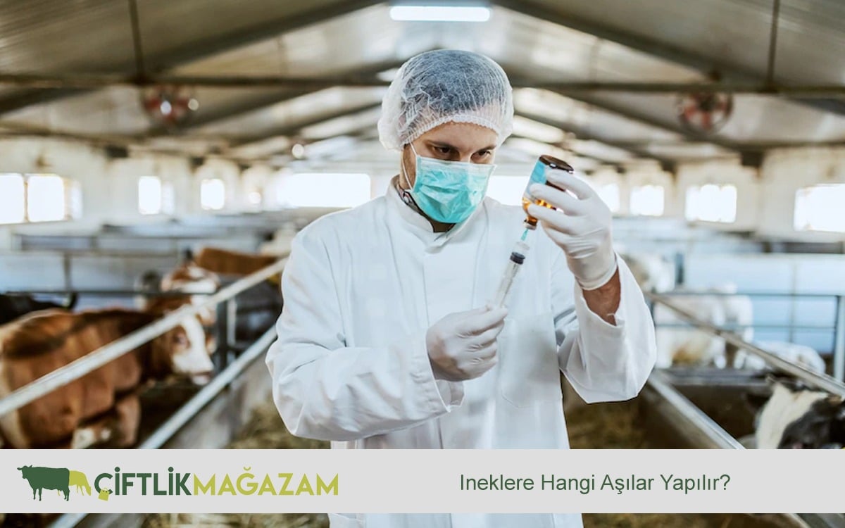 İneklere Hangi Aşılar Yapılır?
