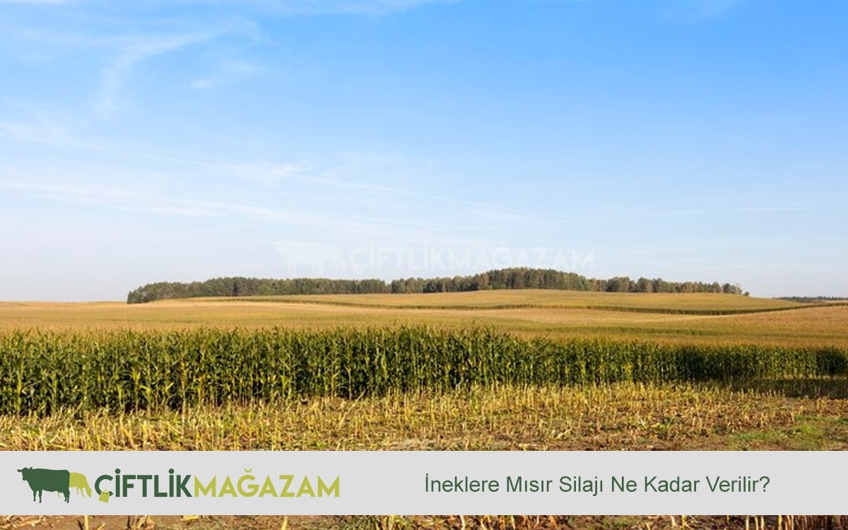 inek