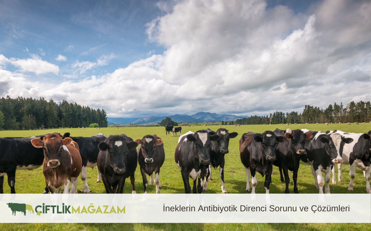 İneklerin Antibiyotik Direnci Sorunu