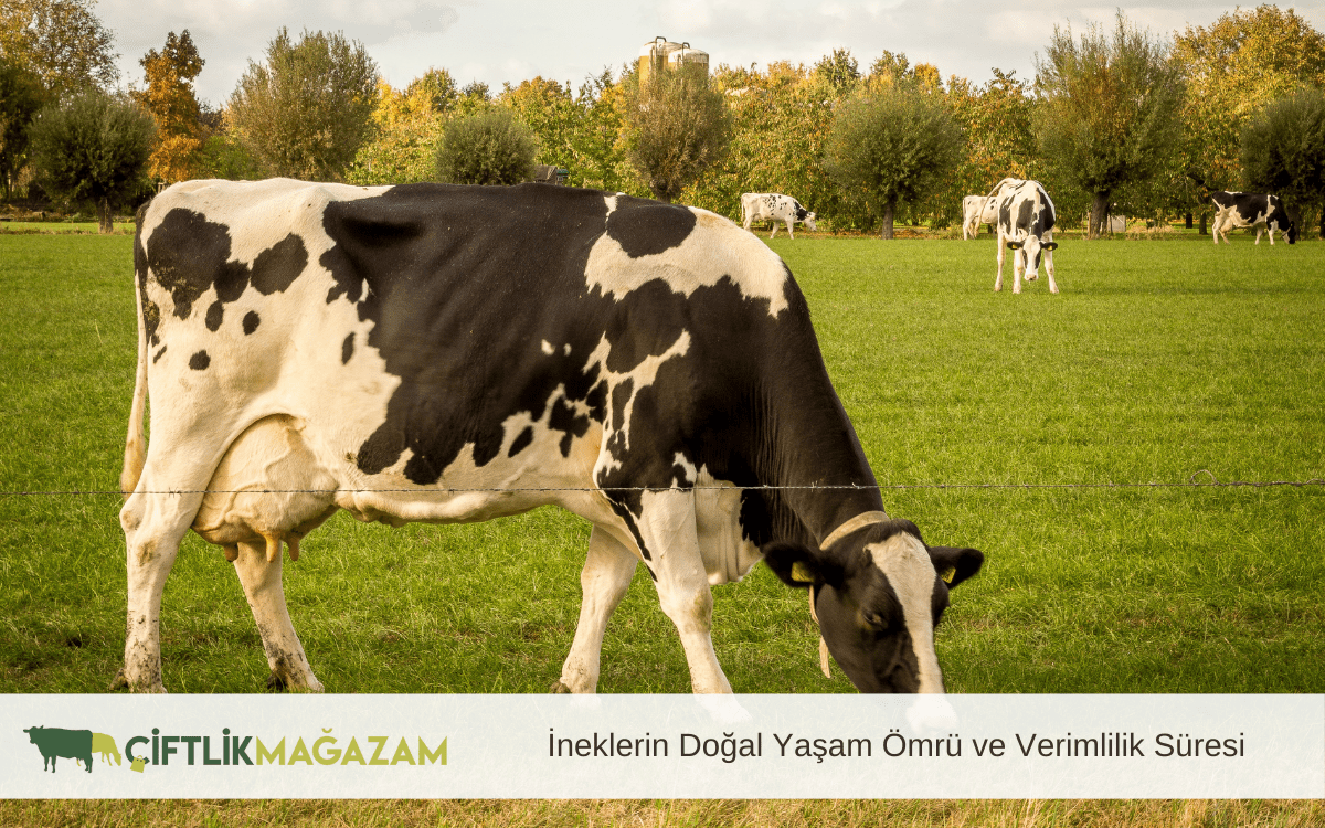 ineklerin doğal yaşam ömrü