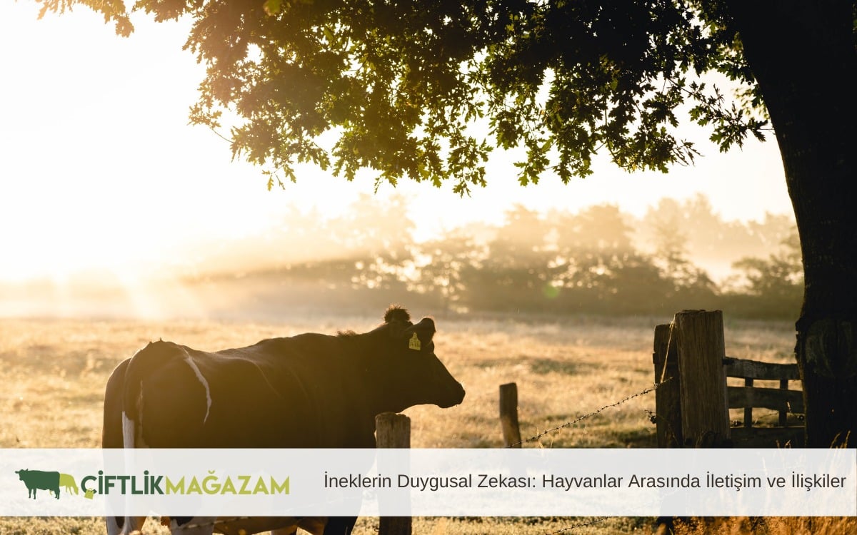 ineklerin duygusal zekası