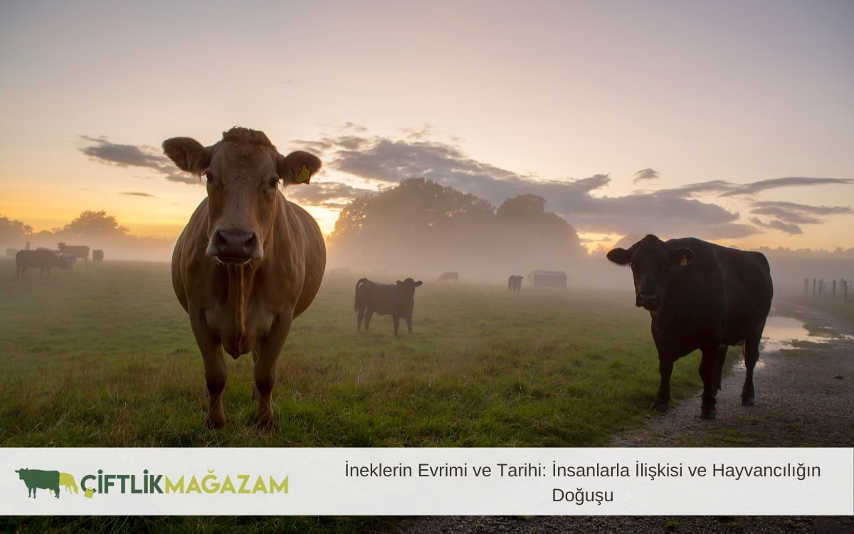 ineklerin evrimi ve tarihi