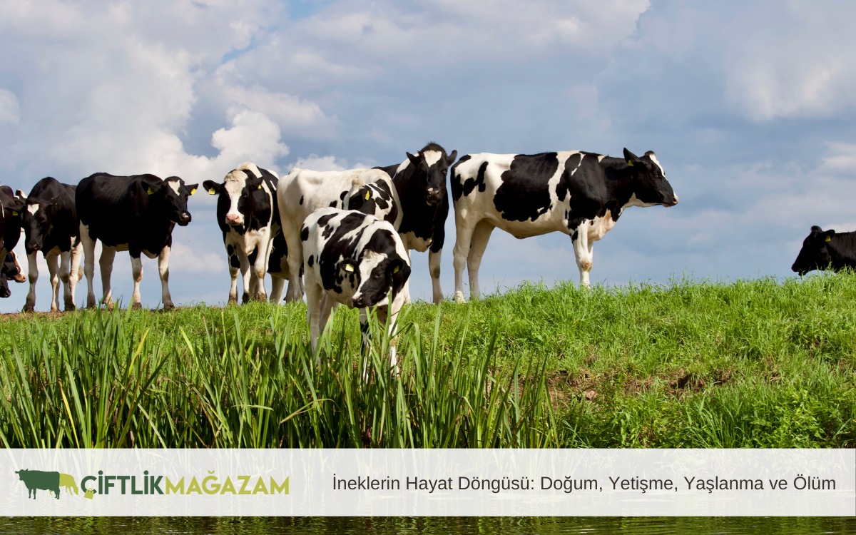 ineklerin hayat döngüsü