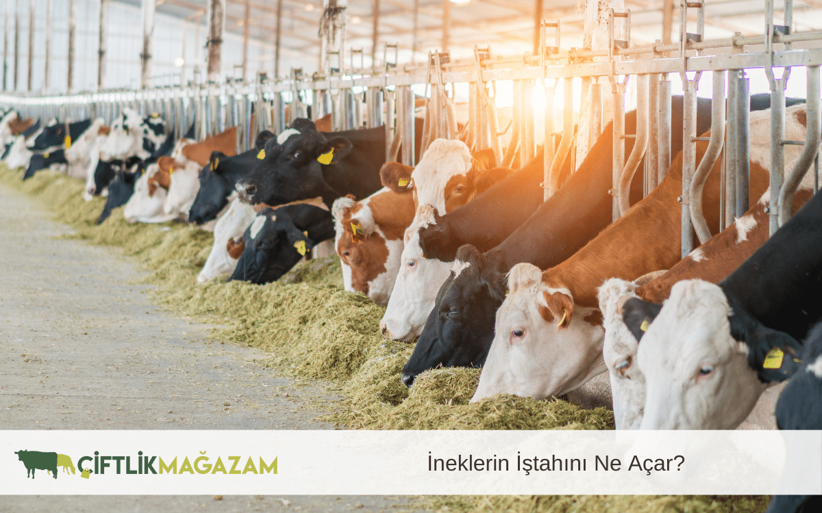 ineklerin iştahını ne açar