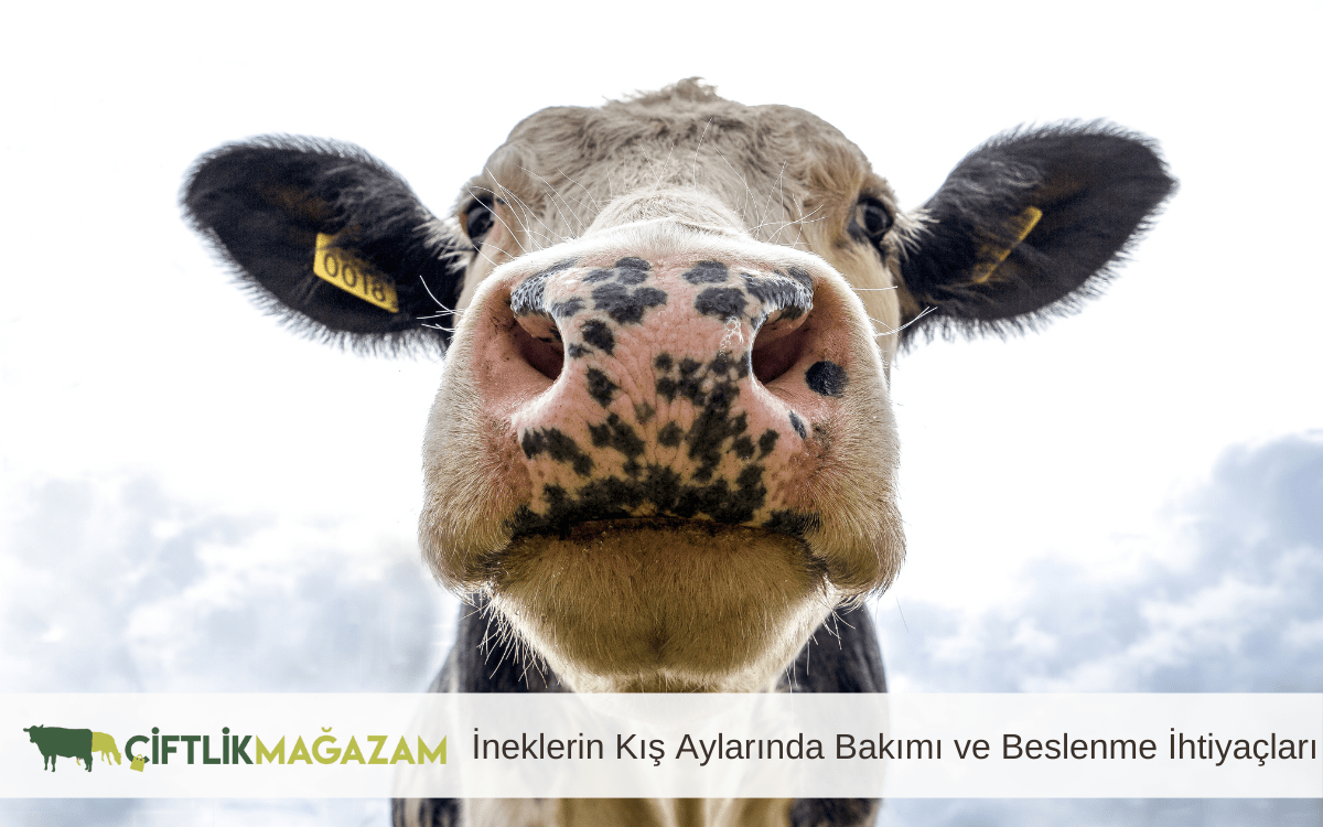 ineklerin kış aylarında bakımı ve beslenme