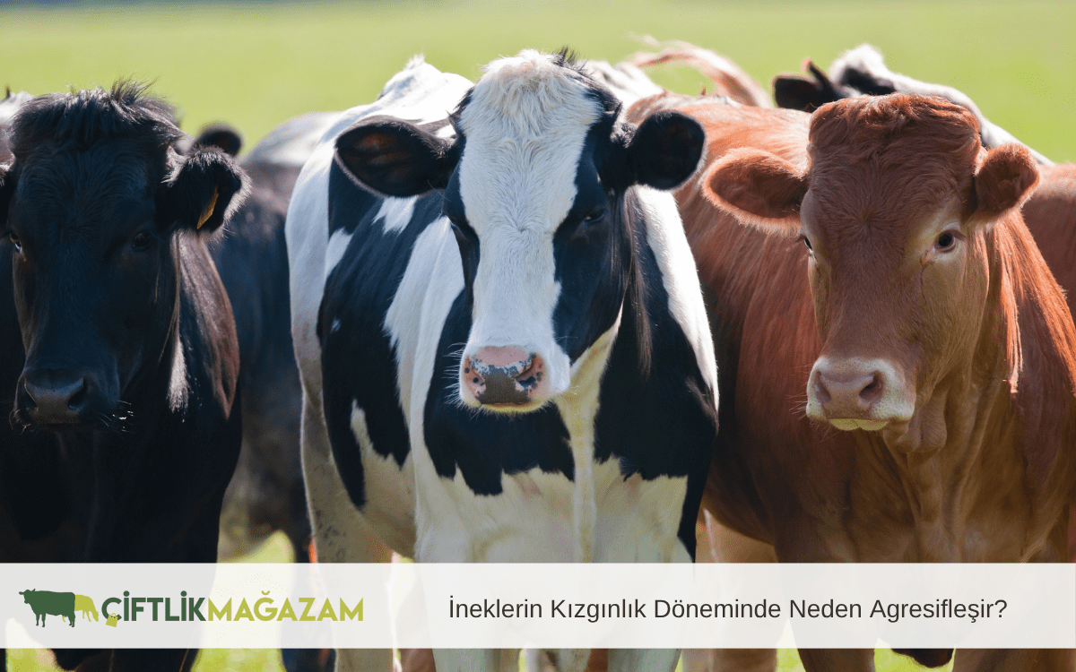 ineklerin kızgınlık döneminde neden agresifleşir