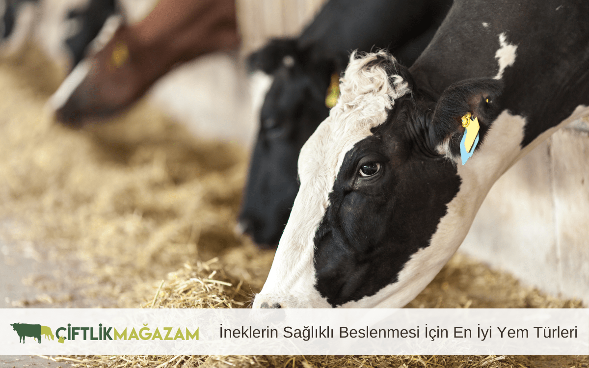 ineklerin sağlıklı beslenmesi