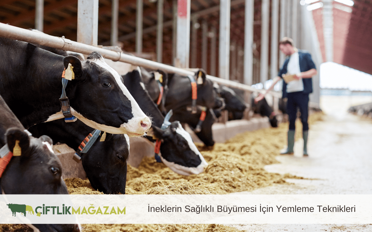 ineklerin sağlıklı büyümesi