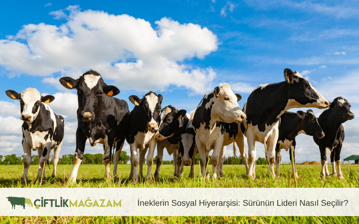 ineklerin sosyal hiyerarşisi