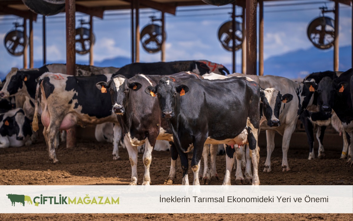 ineklerin tarımsal ekonomideki yeri
