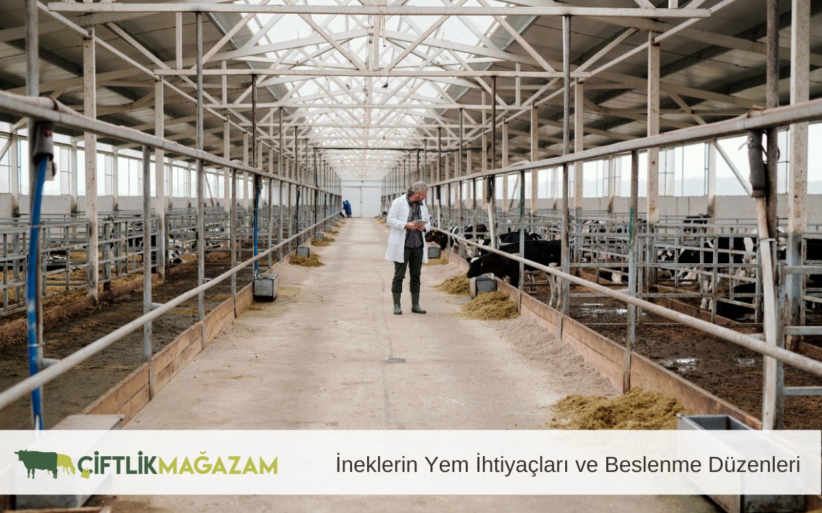 ineklerin yem ihtiyaçları ve beslenme düzenleri