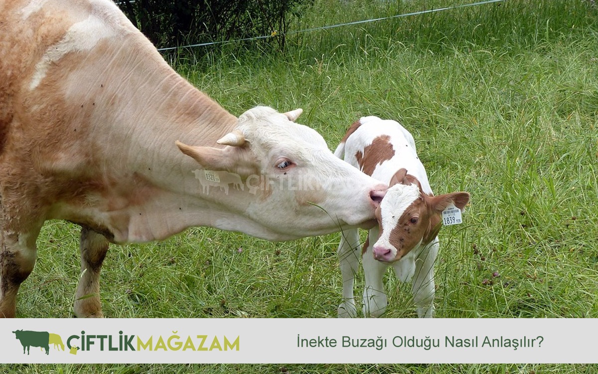 İnekte Buzağı Olduğu Nasıl Anlaşılır?