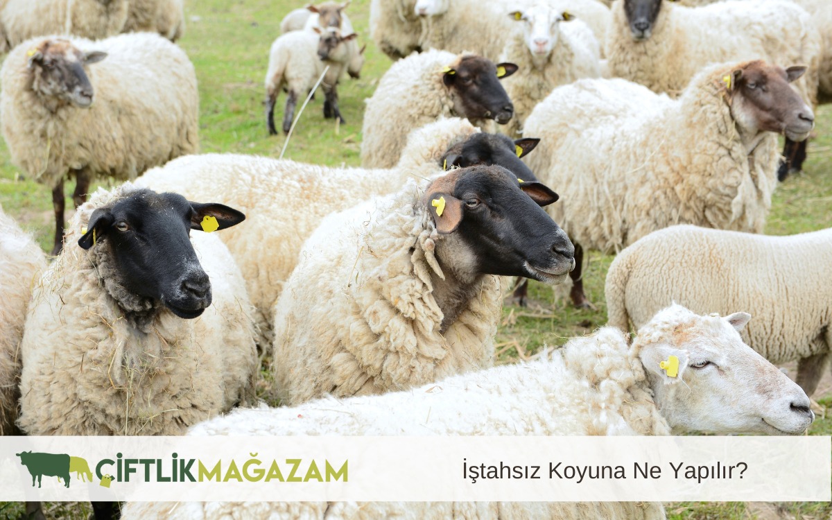 iştahsız koyun