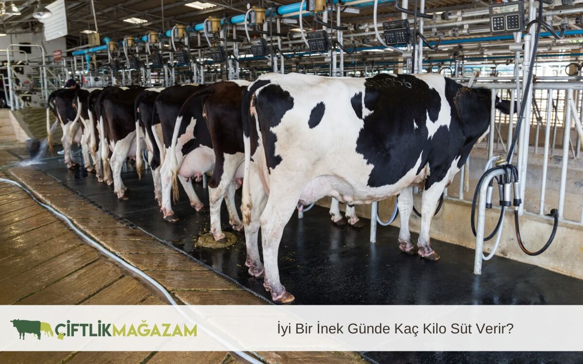 iyi bir inek günde kaç kilo süt
