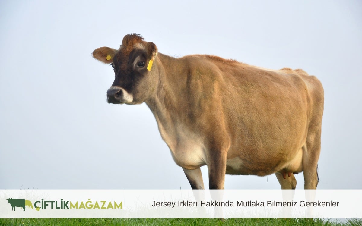 jersey ırkları hakkında