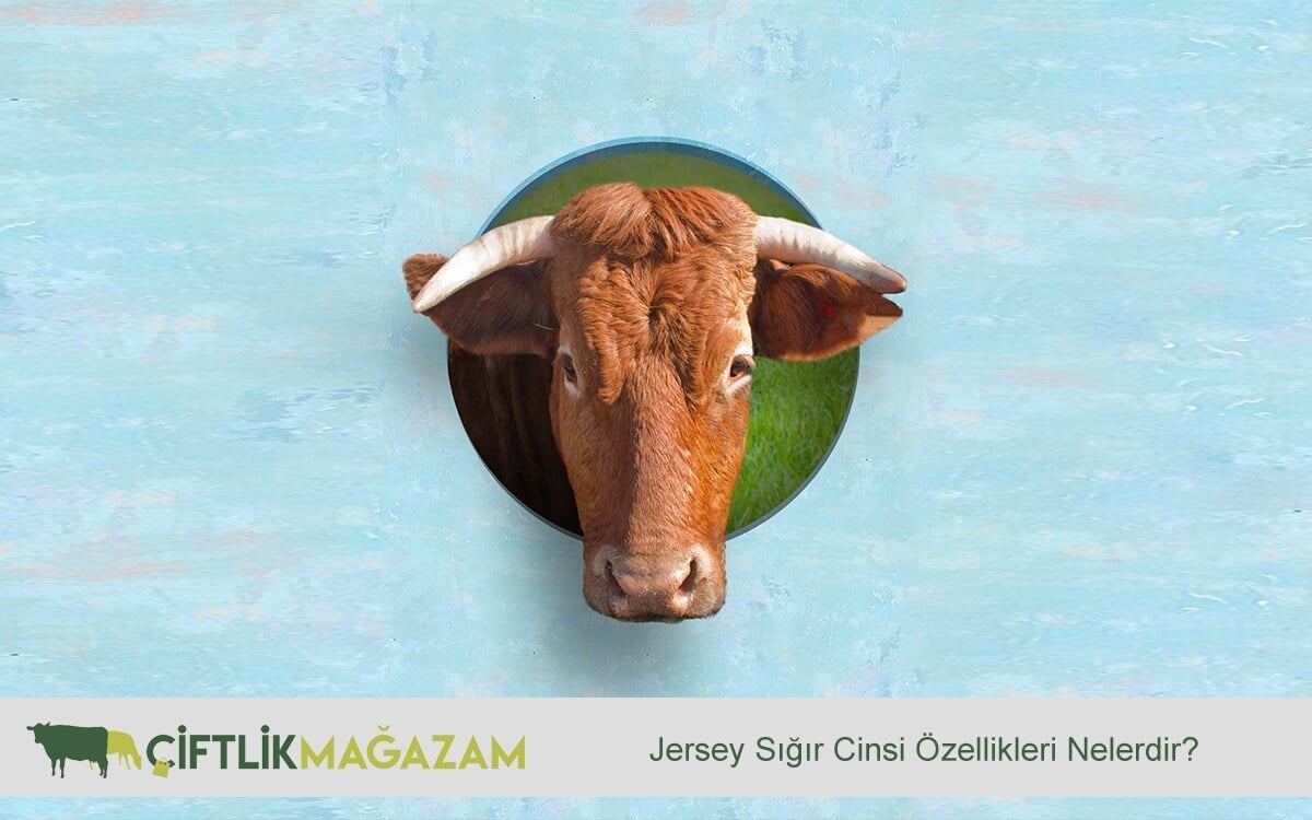 jersey sığır