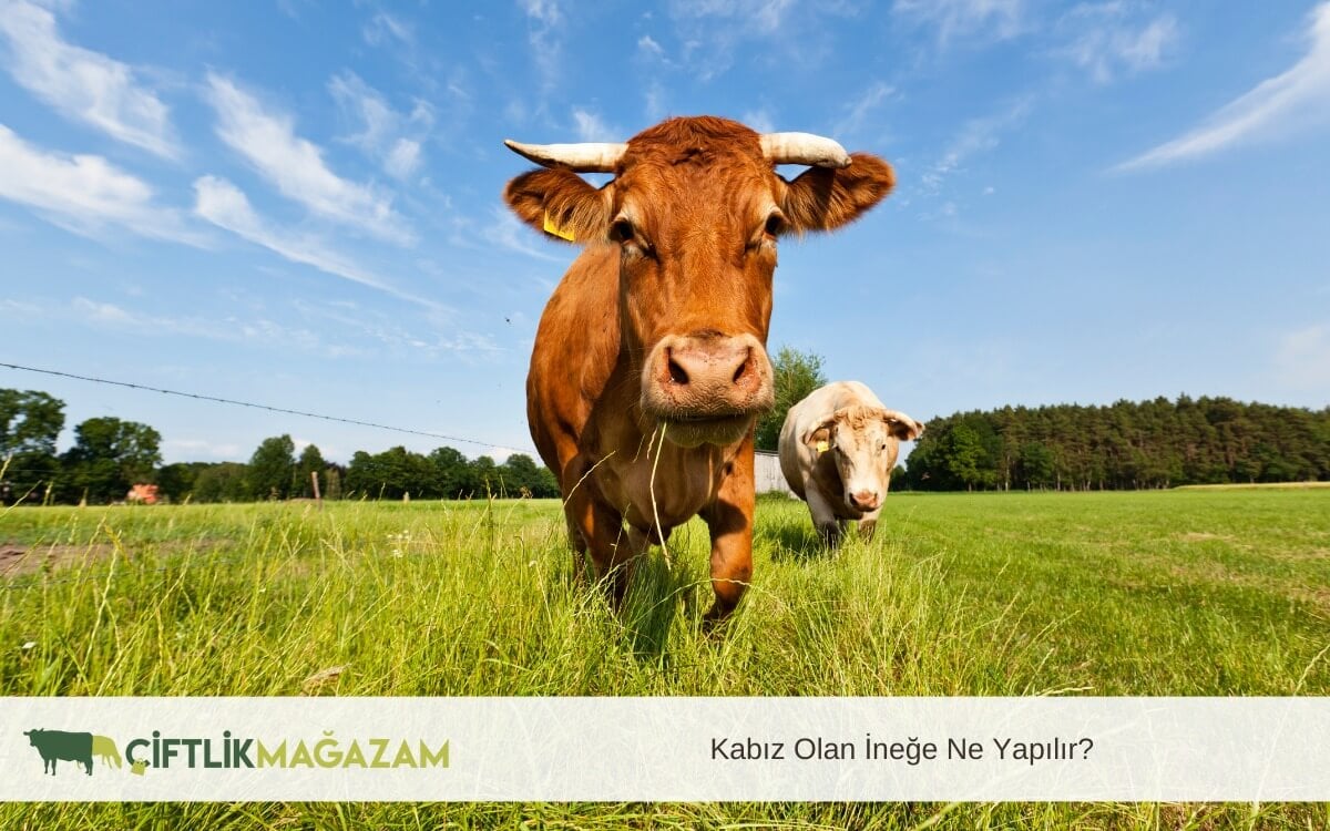 kabız olan inek