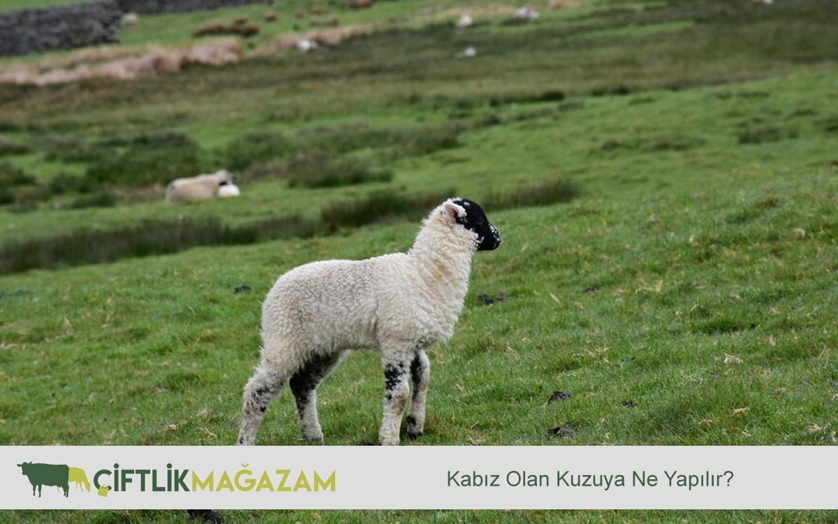 kabız olan kuzuya ne yapılır