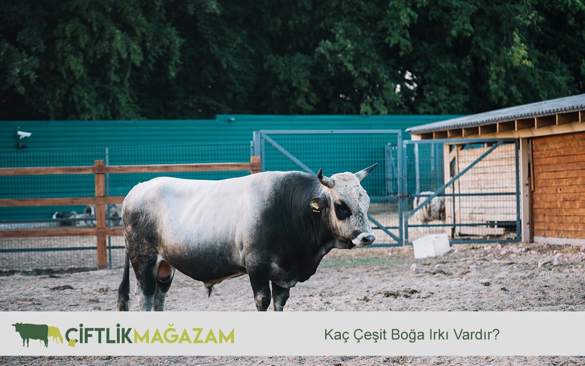 boğa ırkı