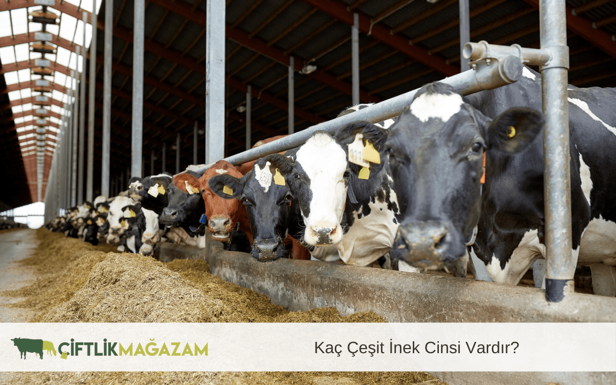 kaç çeşit inek cinsi vardır