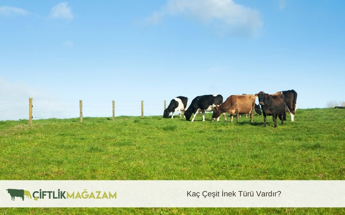kac ceşit inek