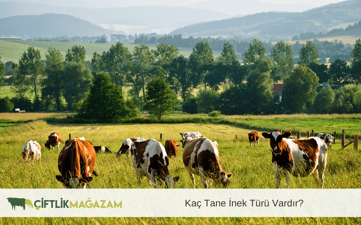 kaç tane inek türü vardır