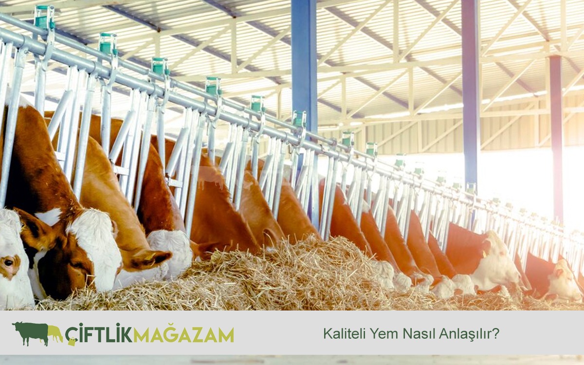 kaliteli yem