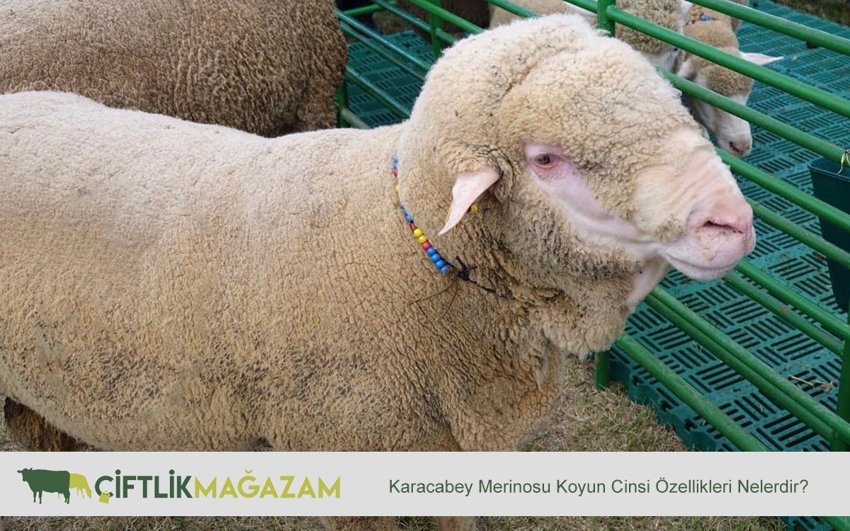 karacabey merinosu koyun