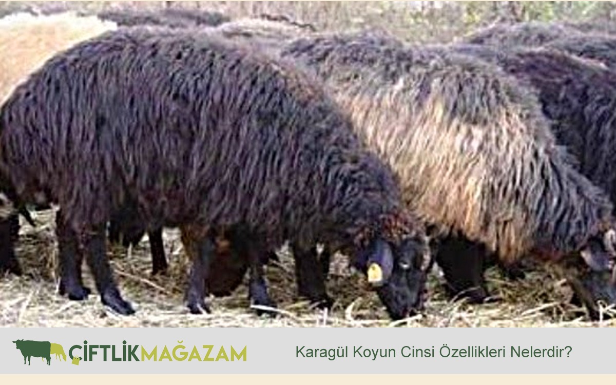 karagül koyun cinsi