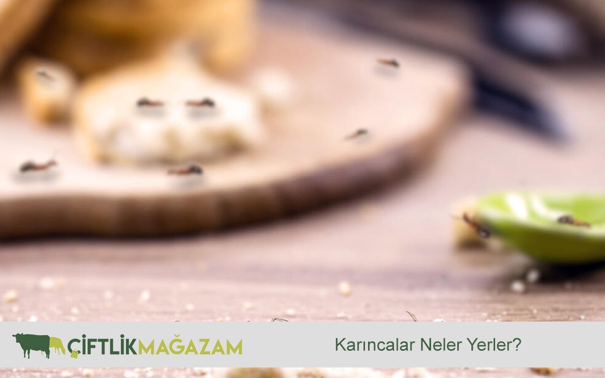 karıncalar
