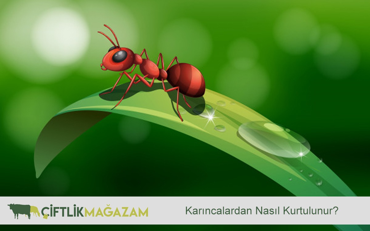 karıncalar