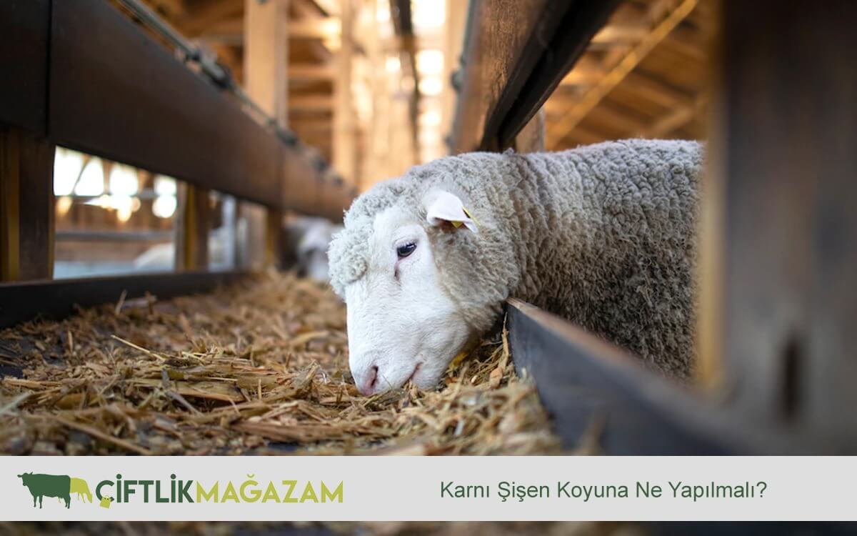 koyun sağlığı