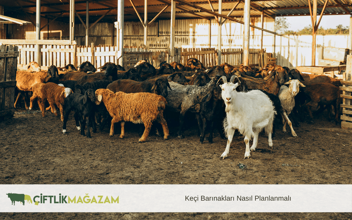 keçi barınakları nasıl planlanmalı